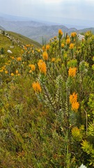 Mimetes pauciflorus