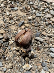 Anoplognathus velutinus