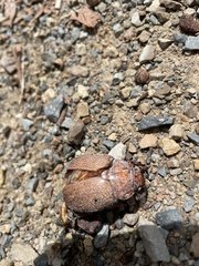 Anoplognathus velutinus