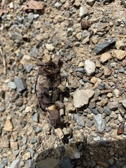 Anoplognathus velutinus