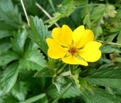 Potentilla asiatica