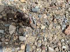 Anoplognathus velutinus