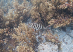 Goniistius rubrolabiatus