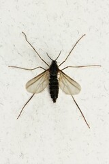 Rabdophaga strobiloides