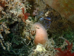 Aplidium
