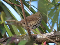 Turdus philomelos clarkei