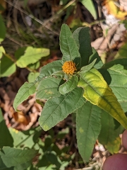 Helianthus strumosus