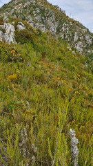 Mimetes pauciflorus