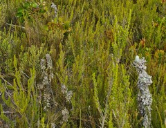 Syncarpha milleflora