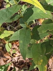 Helianthus strumosus