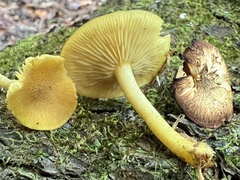 Tricholomopsis decora