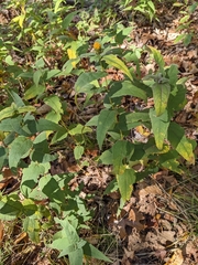 Helianthus strumosus