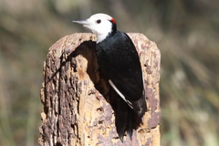 Dryobates albolarvatus