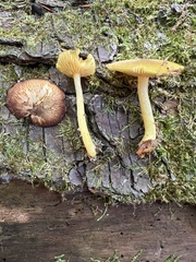 Tricholomopsis decora