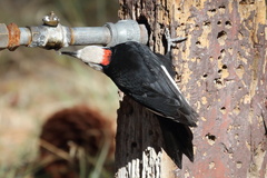 Dryobates albolarvatus