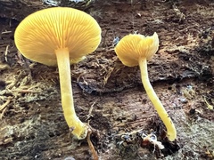 Tricholomopsis decora