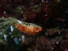 Pachythyone rubra