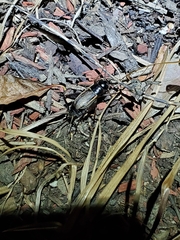 Gryllus