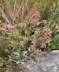 Erica densifolia