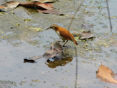 Furnarius leucopus