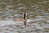 Poliocephalus poliocephalus
