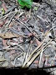 Gryllus