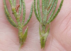 Psoralea floccosa