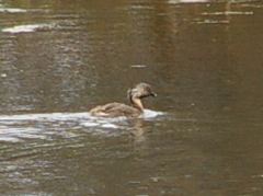 Poliocephalus poliocephalus