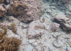 Torquigener pleurogramma