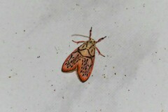 Miltochrista irregularis