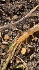 Scolopendromorpha