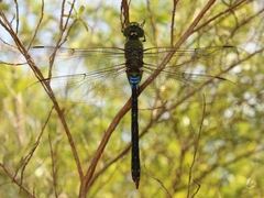 Anax guttatus