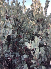 Arctostaphylos silvicola