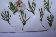 Psoralea floccosa