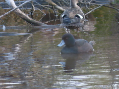 Aythya novaeseelandiae