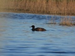 Heteronetta atricapilla