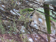 Rhipidura fuliginosa fuliginosa