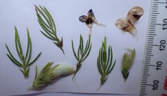Psoralea floccosa
