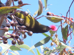 Anthornis melanura melanura
