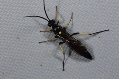 Ichneumonina