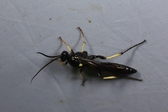 Ichneumonina