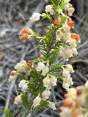 Erica glomiflora