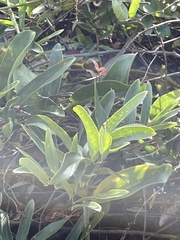 Smilax laurifolia