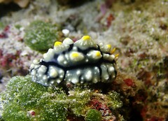 Phyllidia elegans