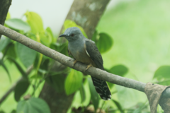 Cacomantis merulinus querulus