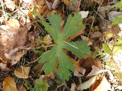 Geranium maculatum