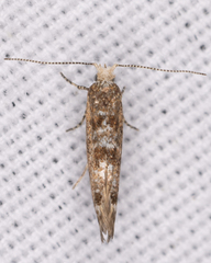 Argyresthiidae