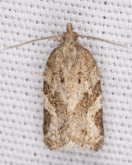Argyrotaenia franciscana