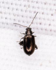 Phyllotreta
