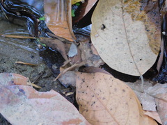 Strephonota tephraeus